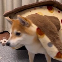 「おやつ」と聞いた文太くんの反応6