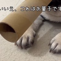 小型犬のおもちゃ