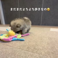歩き方は赤ちゃん♡