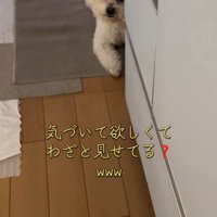 キッチンの隅に座っている犬に近寄る飼い主