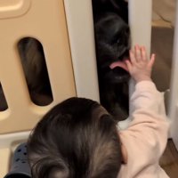 赤ちゃんの手を舐めるバオバオくん