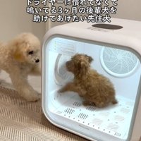 足で開けようとする犬1