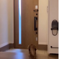 子供を見送る小型犬