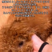 お利口なわんこだった！