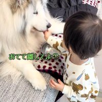 食べられないわんこ
