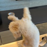 ガムテープを取りたいぬい君5