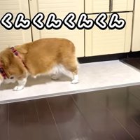 匂いチェックするはなちゃん