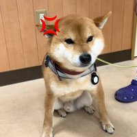 笑われるごんちゃん