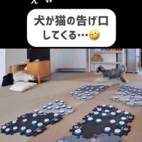 告げ口するモネちゃん