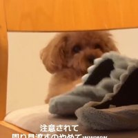 スリッパにイタズラ中