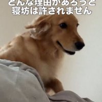 飼い主の上に乗るゴールデンレトリバー