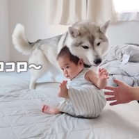 今度は転がらないよう支えてくれました！