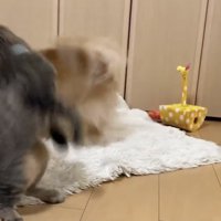 元気にじゃれ合う犬と子猫