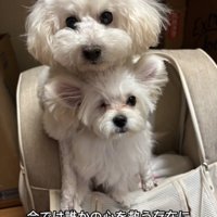 2匹で並ぶ犬