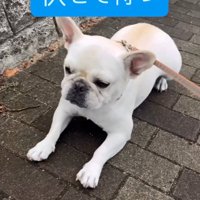 伏せる犬