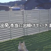 ハスキー兄妹にドッキリ企画