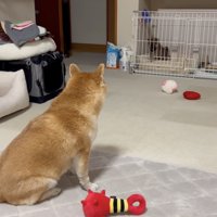 見つめるひまりちゃん