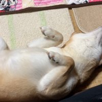 「お腹ナデナデして～♡」