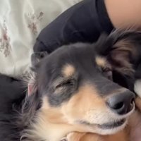 重なり合って眠る2匹