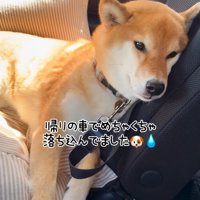 落ち込む柴犬