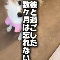 ダニエルくんとの数ヶ月間9