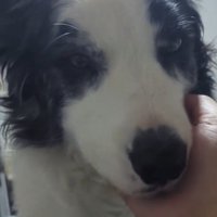 飼い主のそばで静かにしているマール模様の犬