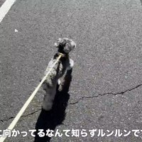 軽やかな足取りで歩いています