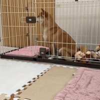 業者さんが来た日のはなちゃん6