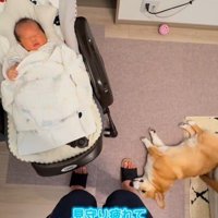 昼寝する赤ちゃんを見つめるコーギー