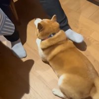 かまってほしいロンくん