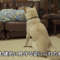 健気に見守り続けるノンくん