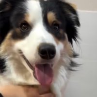 飼い主に首元を撫でられる犬