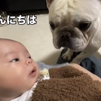 赤ちゃんに近づく犬