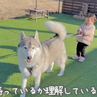 ゆっくり歩く犬