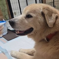 座っている大型犬