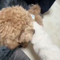 背中を撫でられる犬