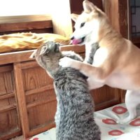 再攻撃する空ちゃん