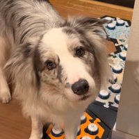 男性を見上げて首を傾げる犬