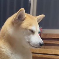 目を閉じて座る犬