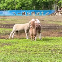 「友達になろう！！」