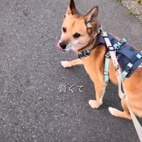 散歩する犬