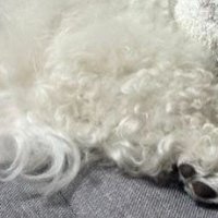 ペルルちゃんがお昼寝中