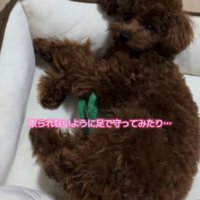 足の間にぬいぐるみを挟む犬