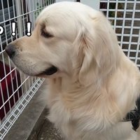 病院を嫌がるギンちゃん2