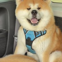 笑顔で座る犬