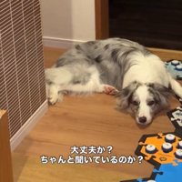 飼い主を見つめる犬3