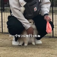 ドッグランで遊ぶ赤ちゃんと小型犬
