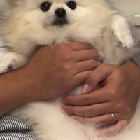 甘え上手なごまちゃんでした♡