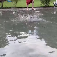 入水する犬1