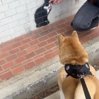 「猫さんだ！」
